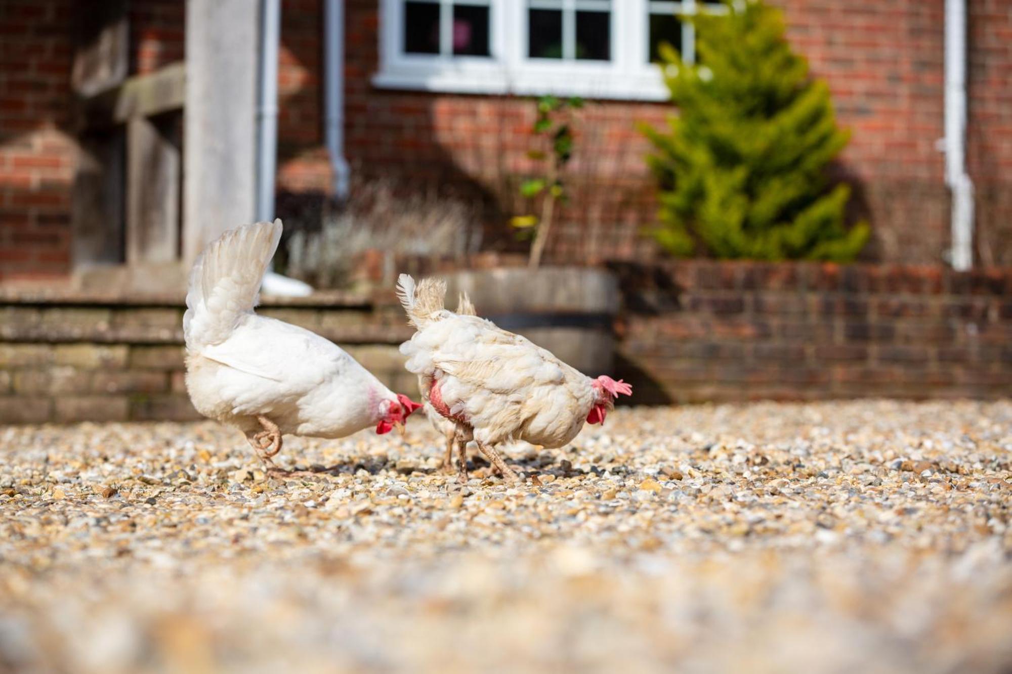 Langford Farmhouse - New Forest National Park Luxury 4Bd, Hot Tub, Cinema, 10 Acres Bartley Exterior foto